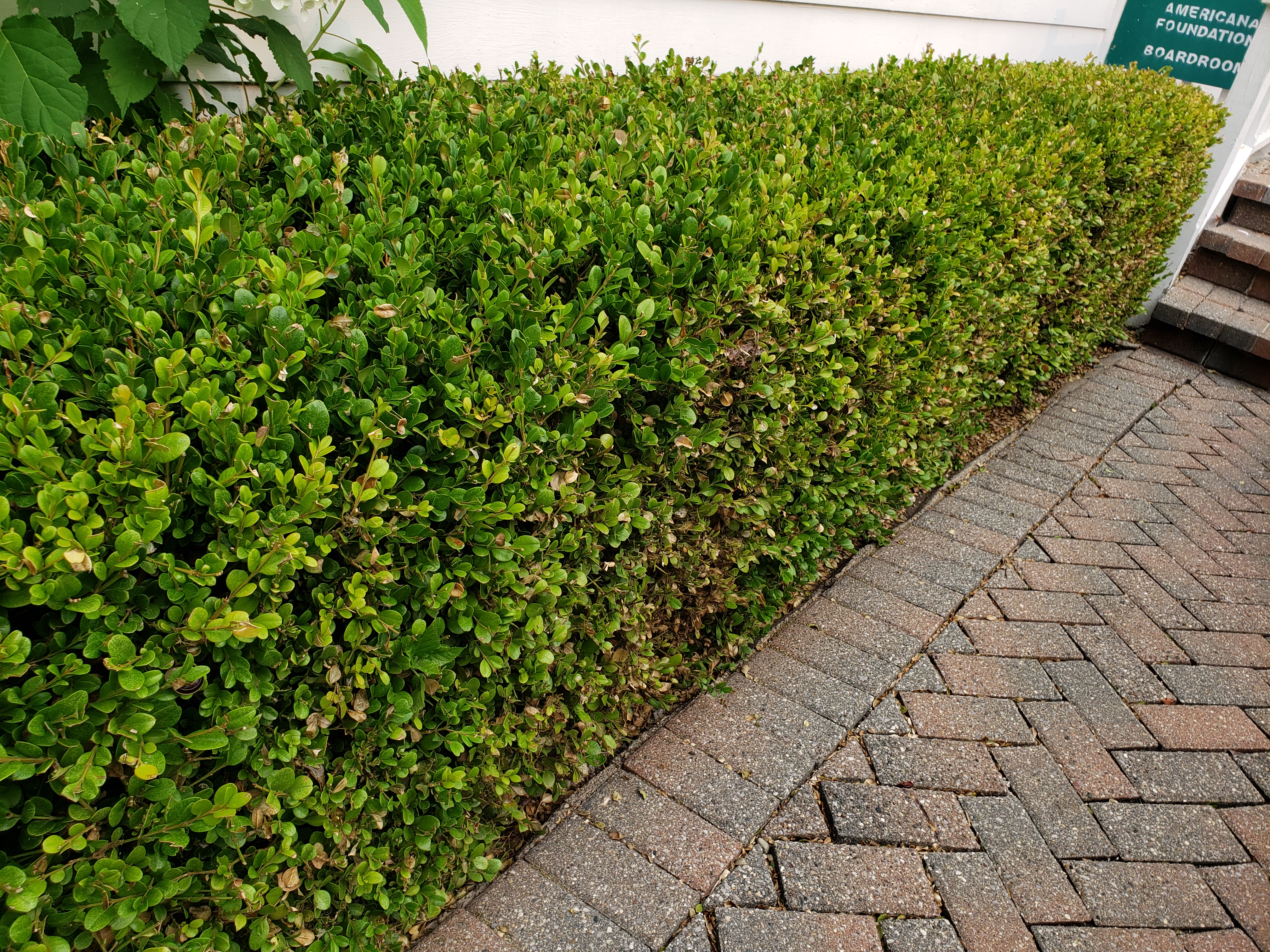 A boxwood shrub showing signs of box tree moth damage.